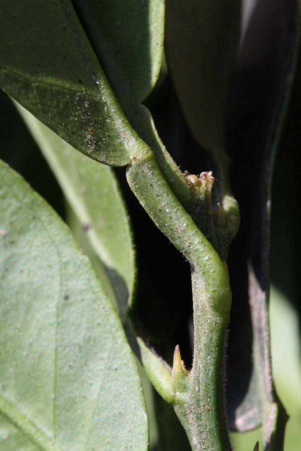              Petiole (Riverside, CA)       